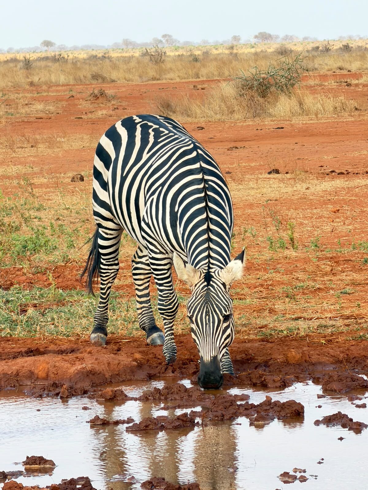Zebra al pascolo nella savana di Tsavo Est