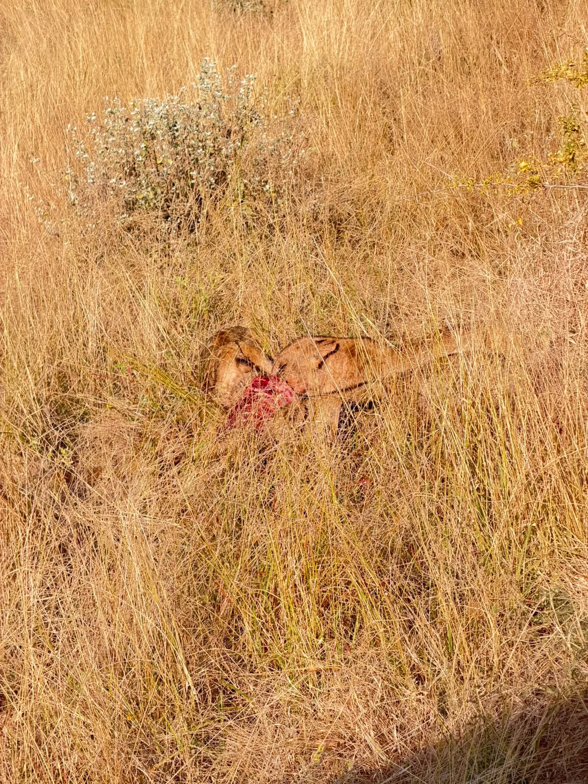 Coppia di leoni nel Maasai Mara