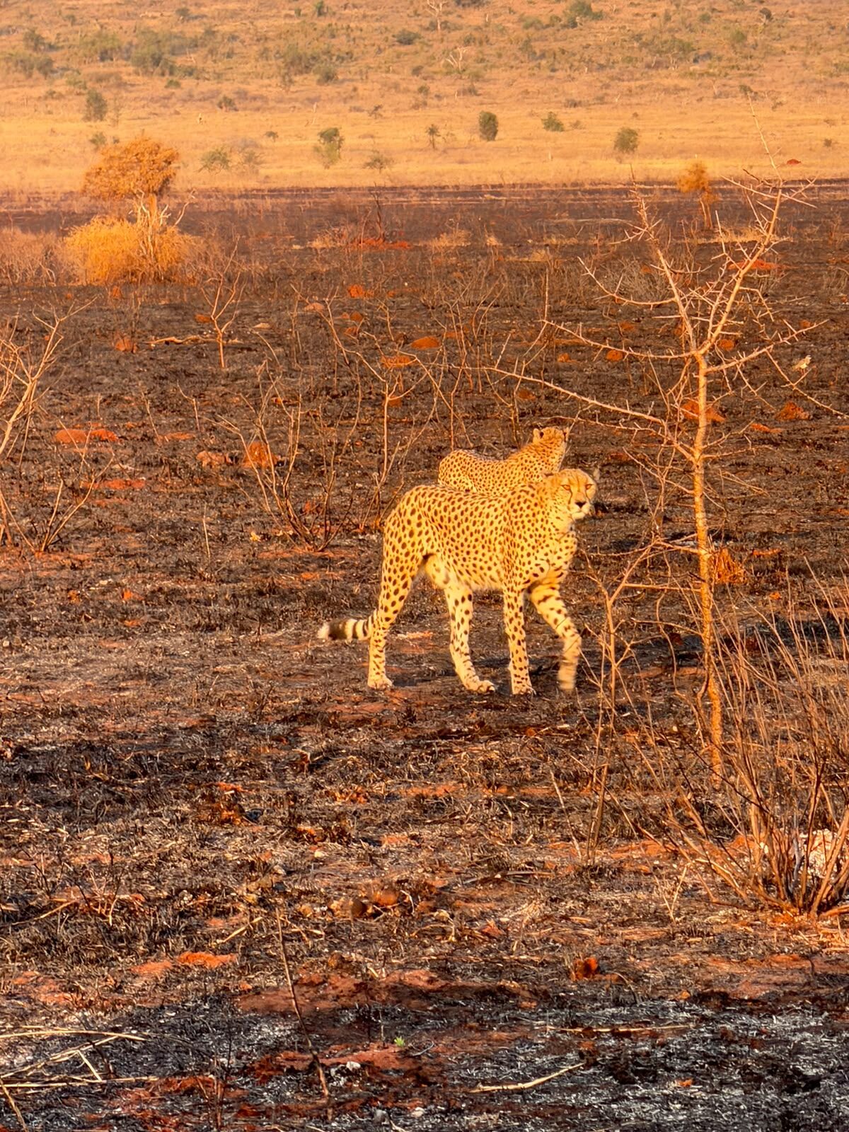 Ghepardi in cammino nella savana