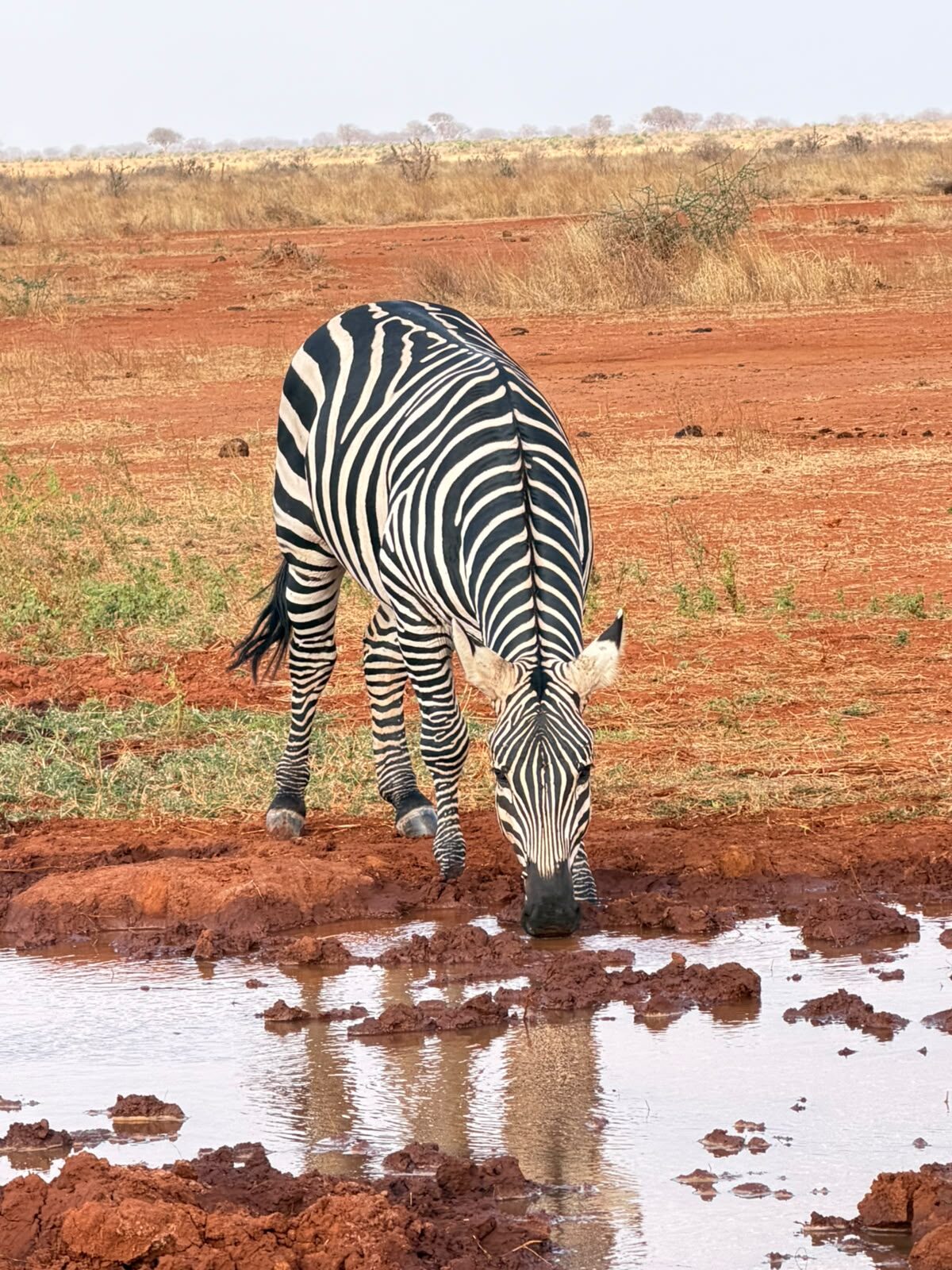 Zebra ad un abbeveratoio in Tsavo Est